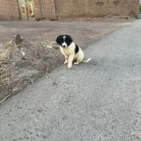 توله قهدریجانی نر