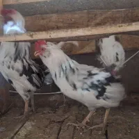 فروش دوخروس جوان زیبا گلین