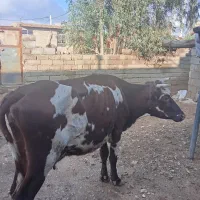 گاو جوان|حیوانات مزرعه|مهران (ایلام), |دیوار