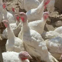 بوقلمون گوشتی جوان درجه یک