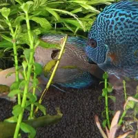 ماهی دیسکس|ماهی|مشهد, ایثار|دیوار