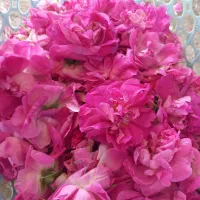 گل محمدی تازه عنصرود