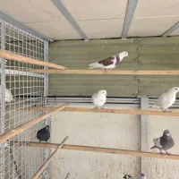 کبوتر  پرشی|پرنده|قم, چهار مردان|دیوار