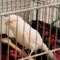 قناری ماده رسمی بلند|پرنده|تهران, باغ خزانه|دیوار