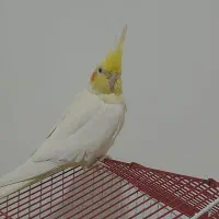 عروس هلندی ماده