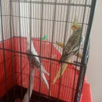 عروس هلندی|پرنده|مینودشت, |دیوار