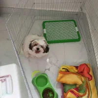 جفت شیتزو واگذاری|سگ|باسمنج, |دیوار