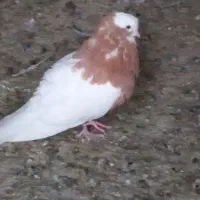 پلاکی و رنگی|پرنده|شیراز, شهرک گلستان شمالی|دیوار