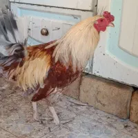 خروس فروشی