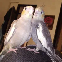 گمشده