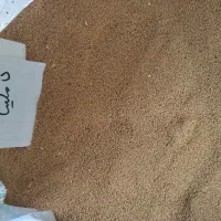 بذر کاملینا