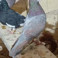 چندتا کفتر خوب تهرانی شهرستانی انگلیسی طوقی