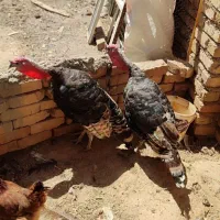 بوقلمون نروماده