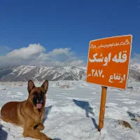 ژرمن ورک نر دوساله خیلی حرف گوش کن