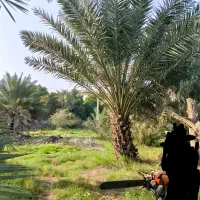 قطع نخل رایگان