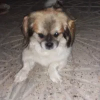 سگ پاکوتاه