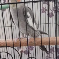 عروس هلندی|پرنده|مشهد, شهید قربانی|دیوار