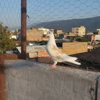 کبوتر دوبال|پرنده|دلند, |دیوار