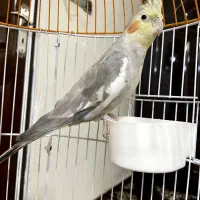 عروس هلندی همراه قفس