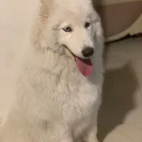 واگذاری فوری سامویید