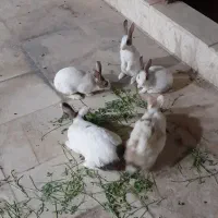 خرگوش خانگی|موش و خرگوش|برخوار, |دیوار