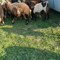 بزغاله|حیوانات مزرعه|بروجرد, |دیوار