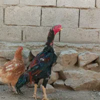 خروس لاری اوشامو افغان