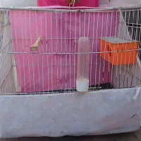 قیمت ۳۵۰ تومان