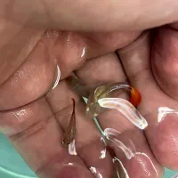 ماهی گوپی کوی بالن|ماهی|تهران, توحید|دیوار