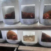 تخم مرغ محلی