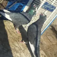 سیاه پلنگ رسمی شیرازی