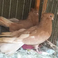 کبوتر تزیینی