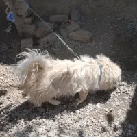 سگ پامر