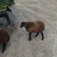 بره ماده|حیوانات مزرعه|فراغی, |دیوار