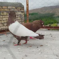 کبوتر زدخوردی