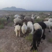90 عدد گوسفند (میش،قوچ، بره)|حیوانات مزرعه|کرمان, |دیوار
