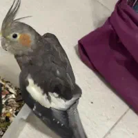 پرنده گم شده