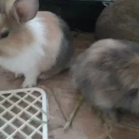 بچه خرگوش لوپ