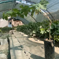 نهال انگوردوساله