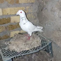 کبوتر ۱۰۰ زدخوردی قزوینی