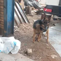 سگ ژرمن ۸ ماهه نر