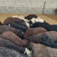 بره شیری|حیوانات مزرعه|دزفول, |دیوار