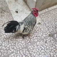 خروس مینیاتوری