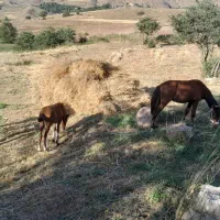 اسب|اسب و تجهیزات اسبسواری|اردبیل, |دیوار