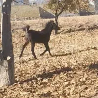 کره اصیل|اسب و تجهیزات اسب‌سواری|سردرود, |دیوار