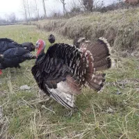 بوقلمون محلی پاک شده