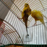 مرغ عشق پروانه هلندی|پرنده|سهند, |دیوار