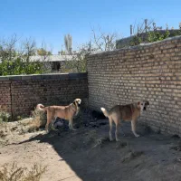 فروش سگماده عراقی آماده جفت گیری|سگ|قیدار, |دیوار