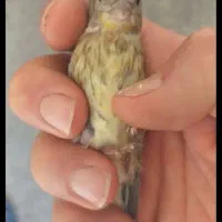 جوجه سهره قناری خوازم