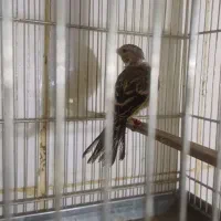 جوجه سهره قناری شاه تخم
